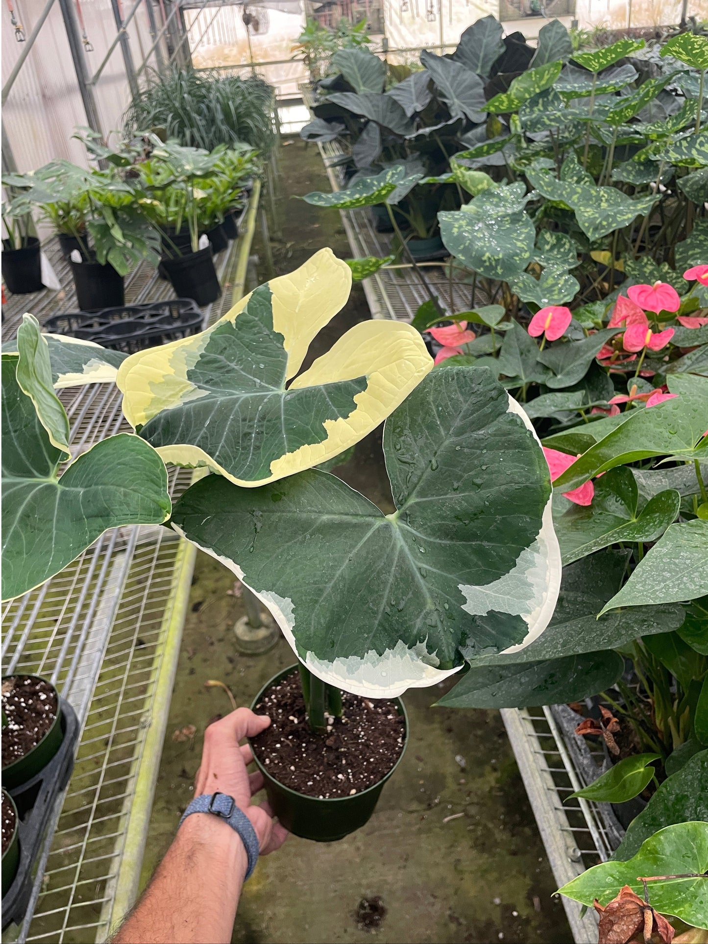 Alocasia 'Mickey Mouse' (Xanthosoma sagittifolium 'Variegatum Monstrosum')