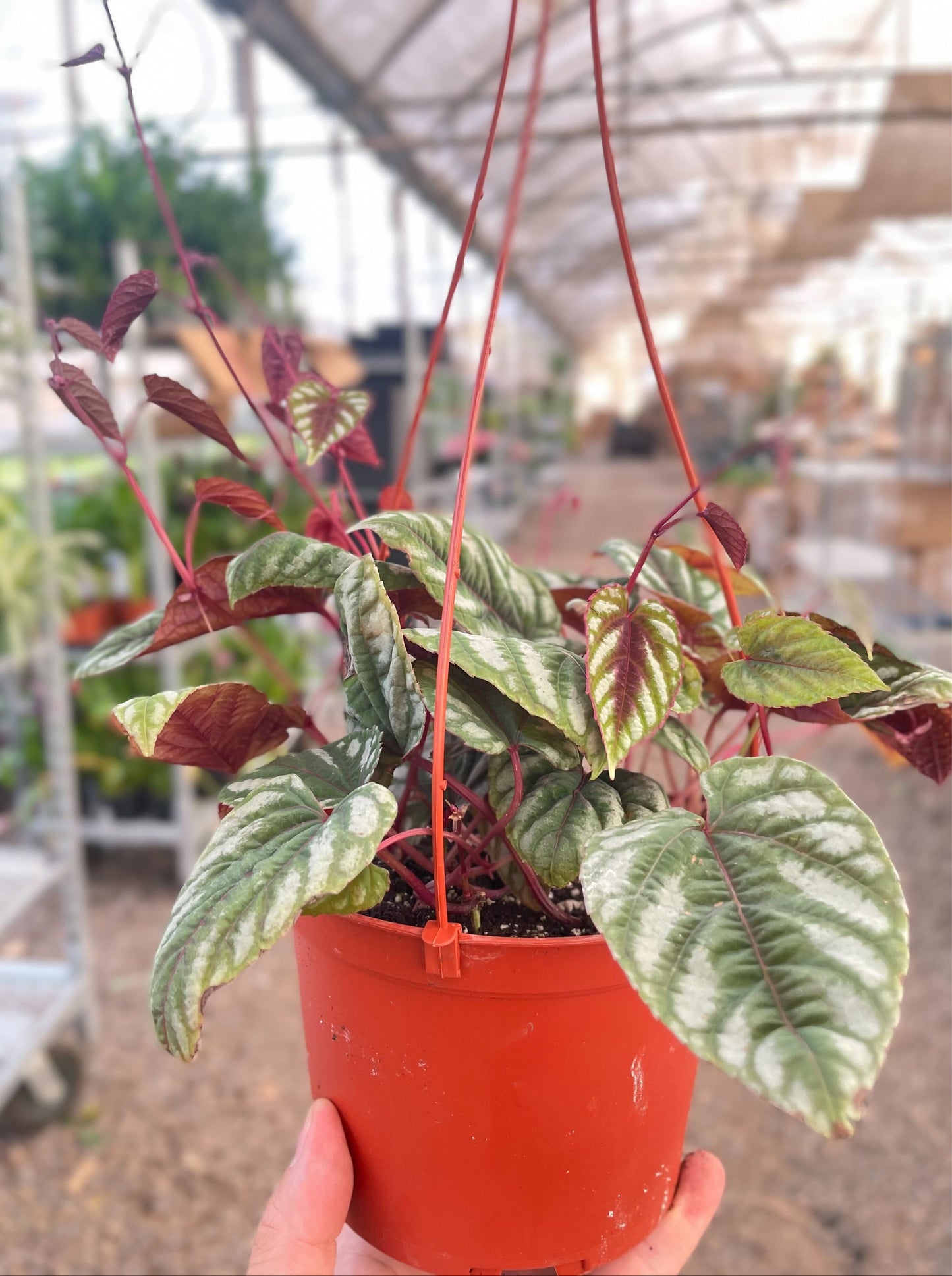 Begonia Rex Vine - 6' Pot