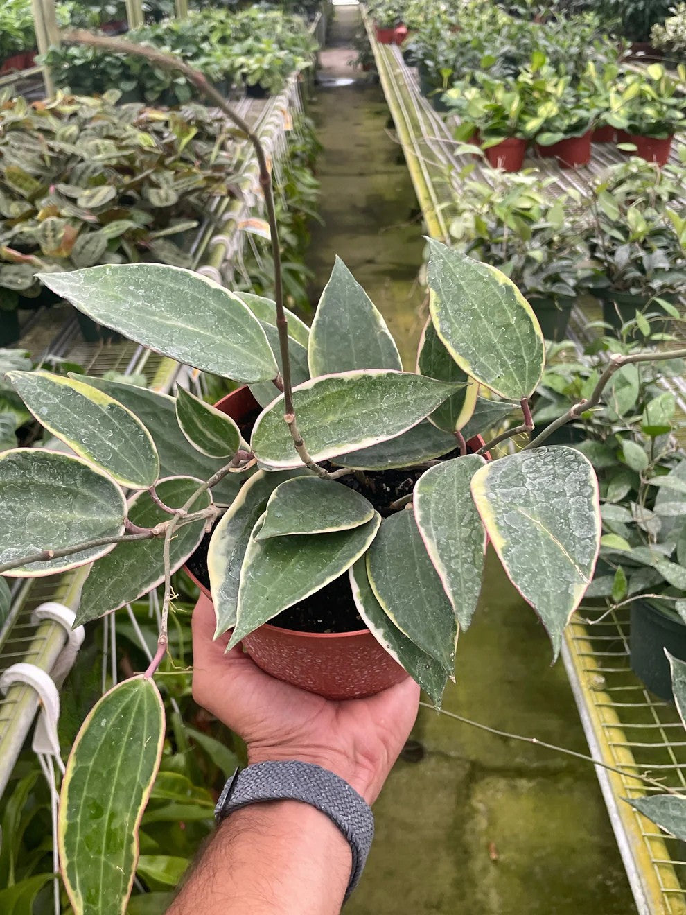 Hoya Macrophylla Variegated