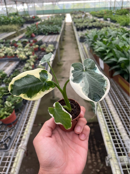 Alocasia 'Mickey Mouse' (Xanthosoma sagittifolium 'Variegatum Monstrosum')