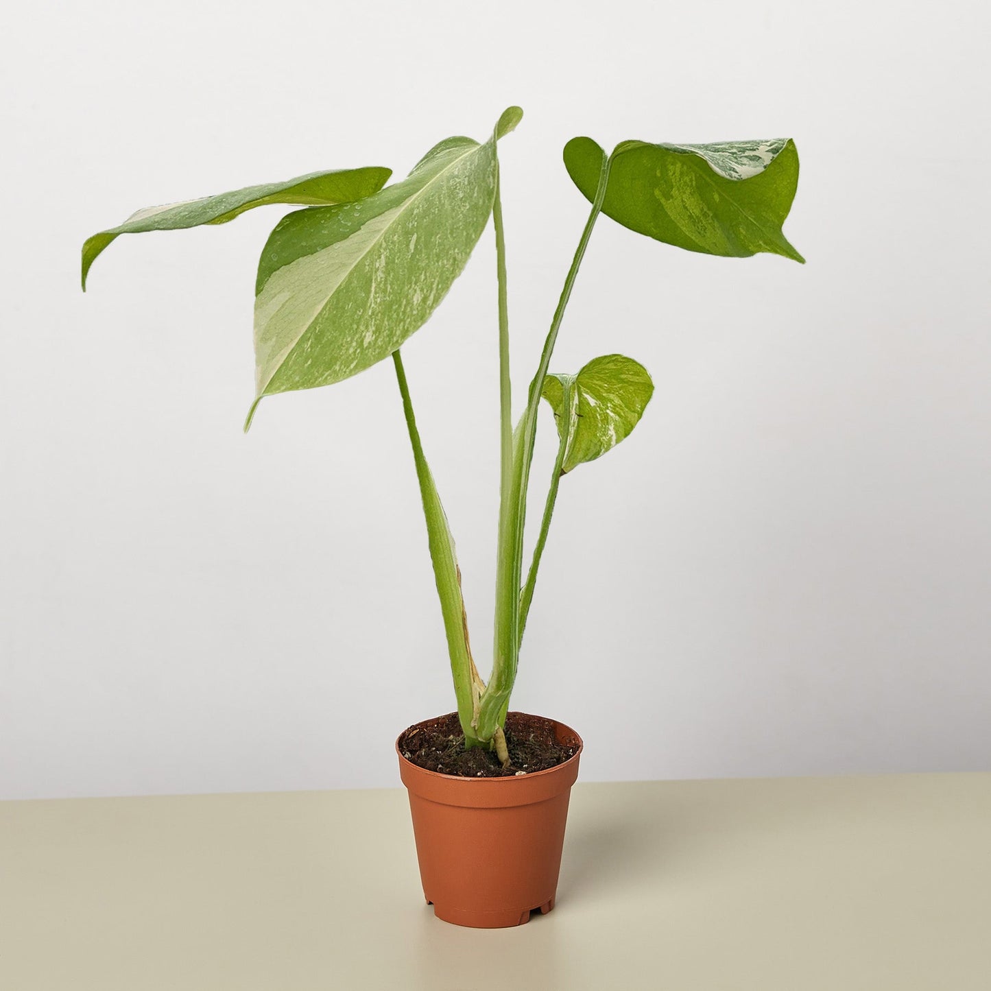 Monstera 'Thai Constellation'