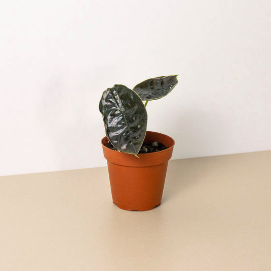 Alocasia 'Red Mambo' - 4' Pot