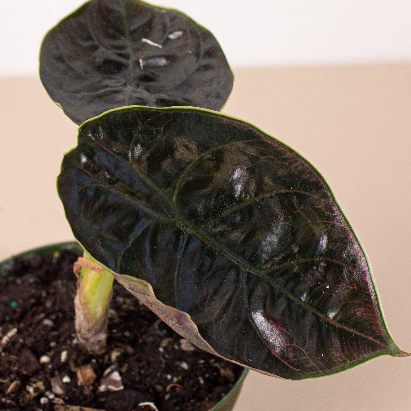 Alocasia 'Red Mambo' - 4' Pot