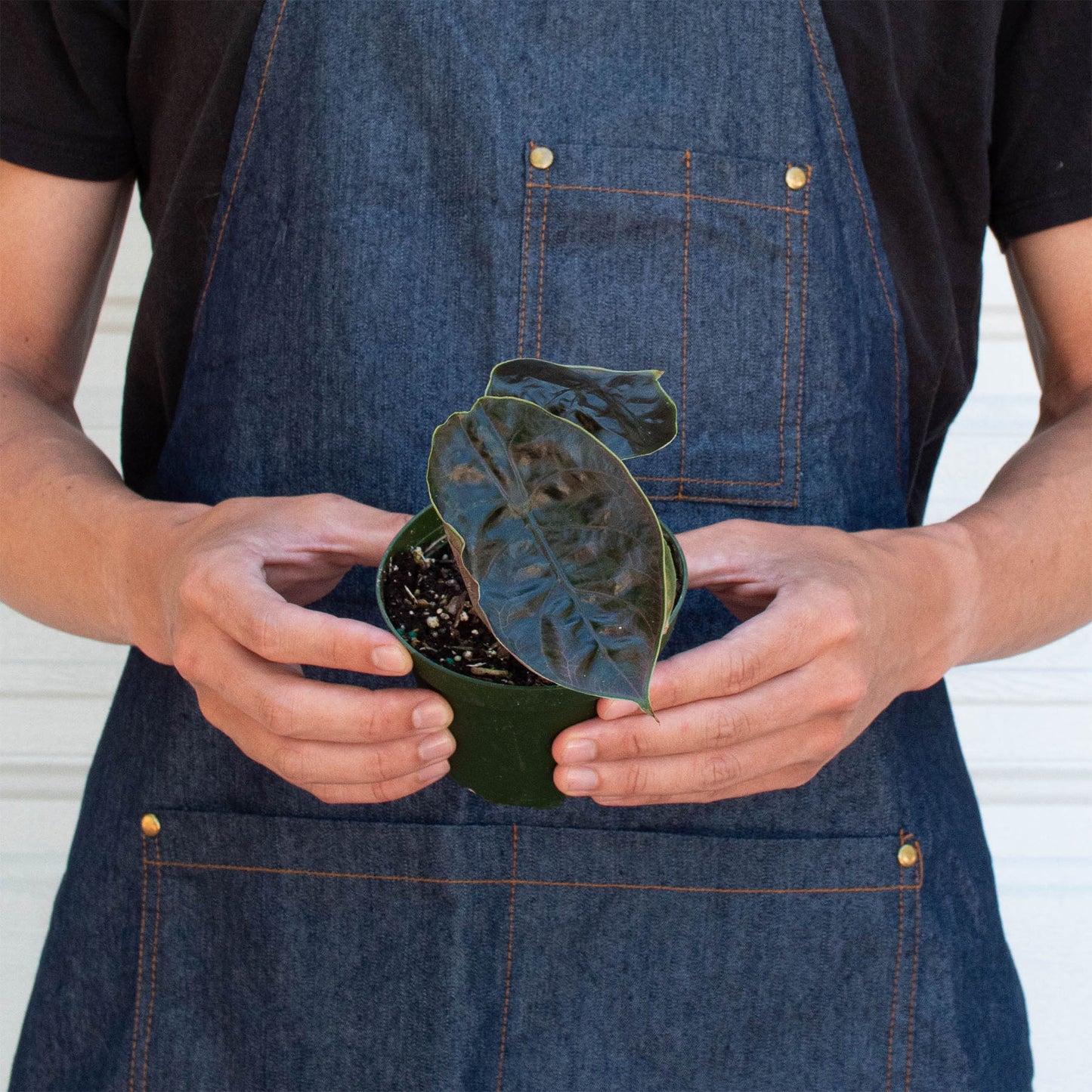 Alocasia 'Red Mambo' - 4' Pot