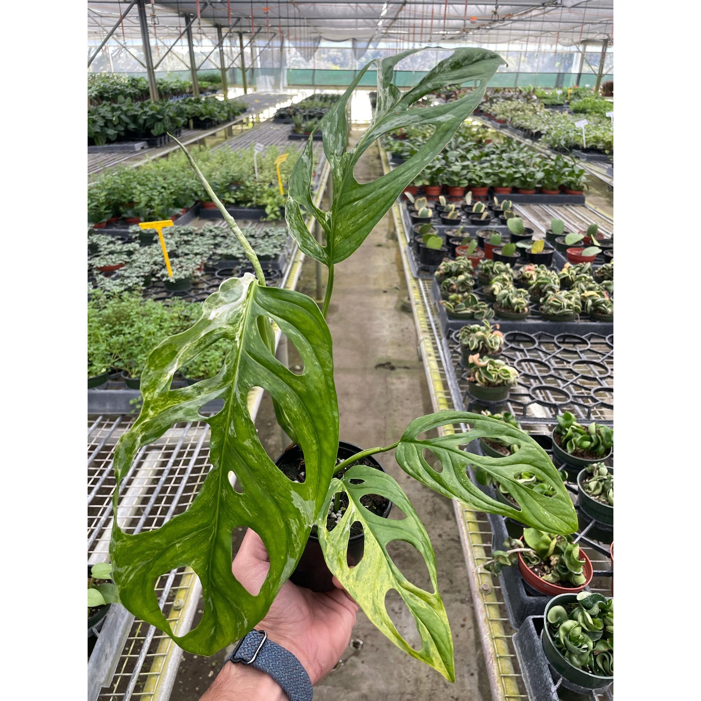 Monstera Adansonii 'Swiss Cheese Variegated'