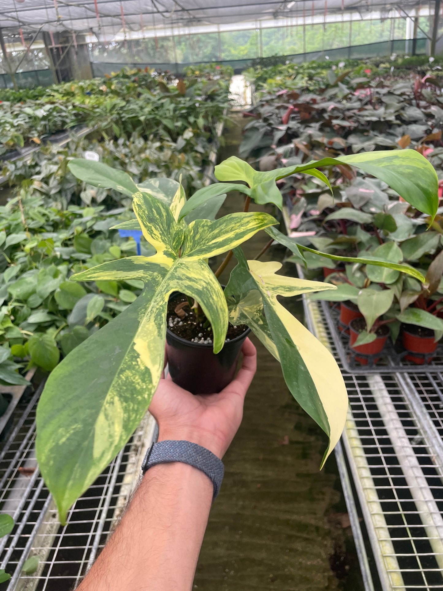 Florida Beauty Variegated