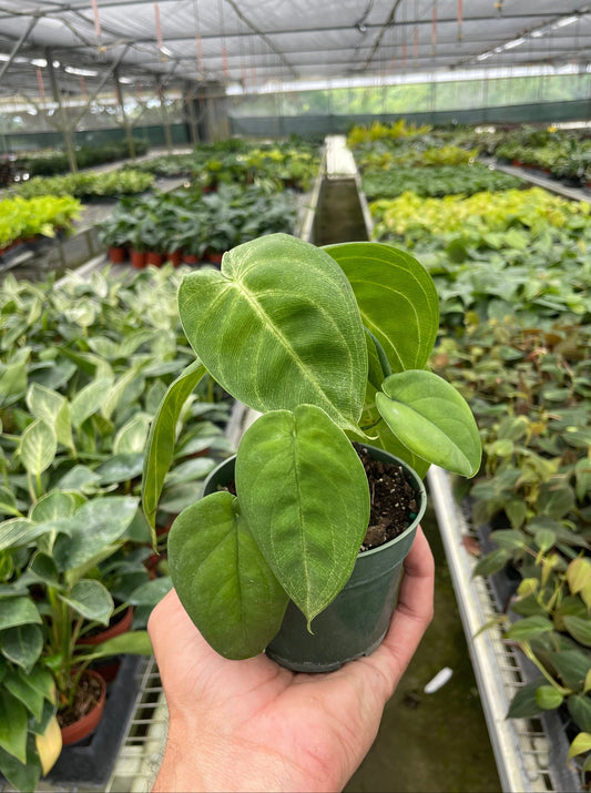 Syngonium 'Ice Frost'