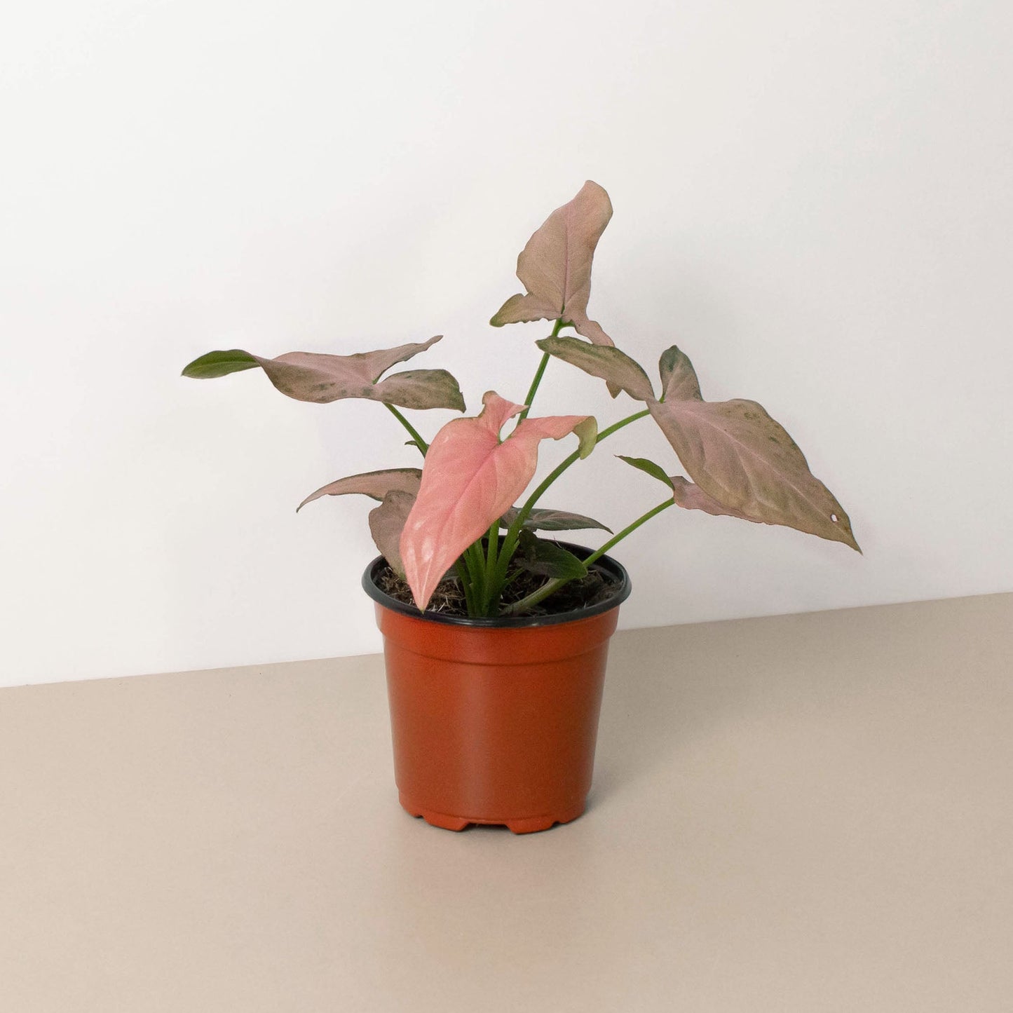 Syngonium 'Pink Splash' - 4' Pot