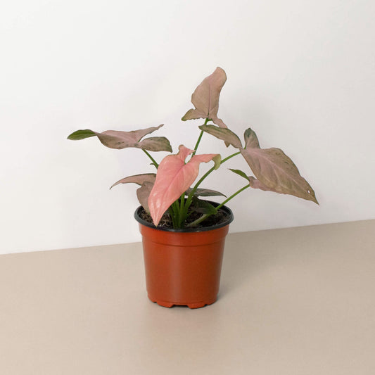 Syngonium 'Pink Splash' - 4' Pot