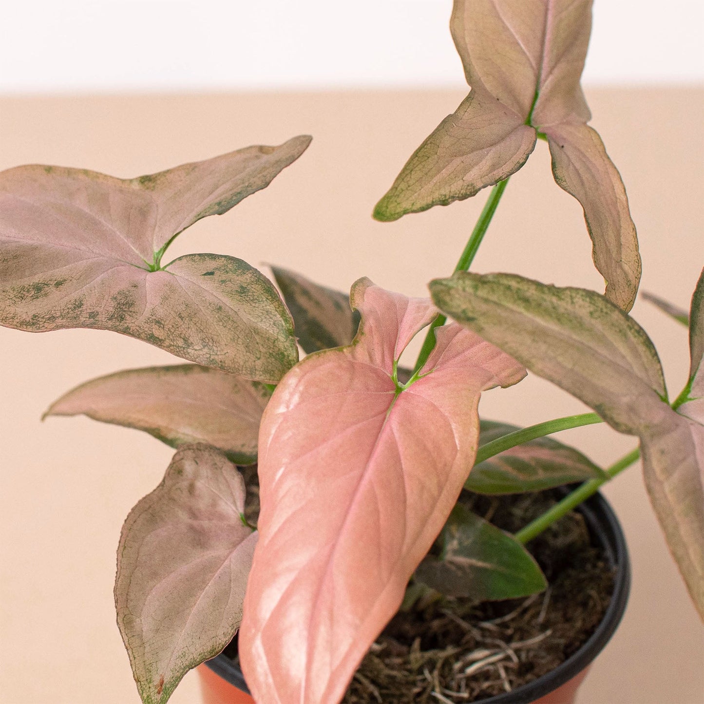 Syngonium 'Pink Splash' - 4' Pot