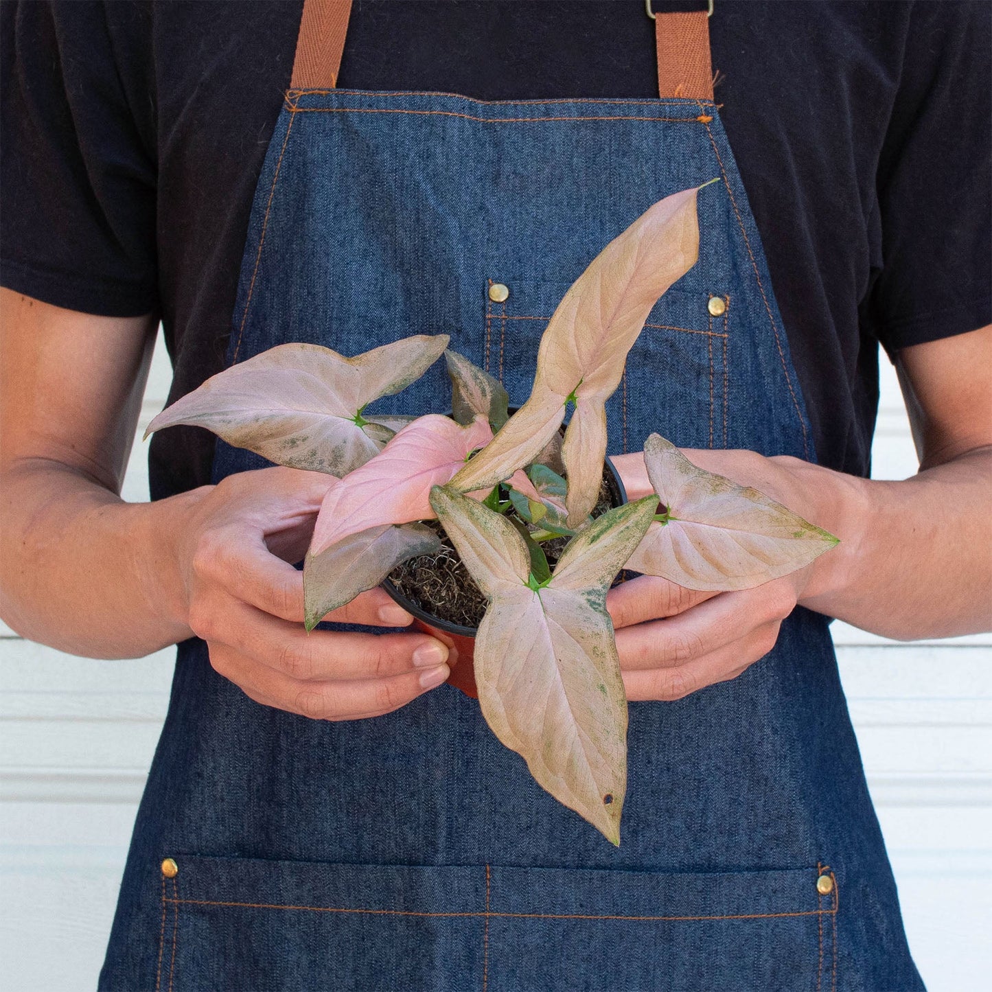 Syngonium 'Pink Splash' - 4' Pot