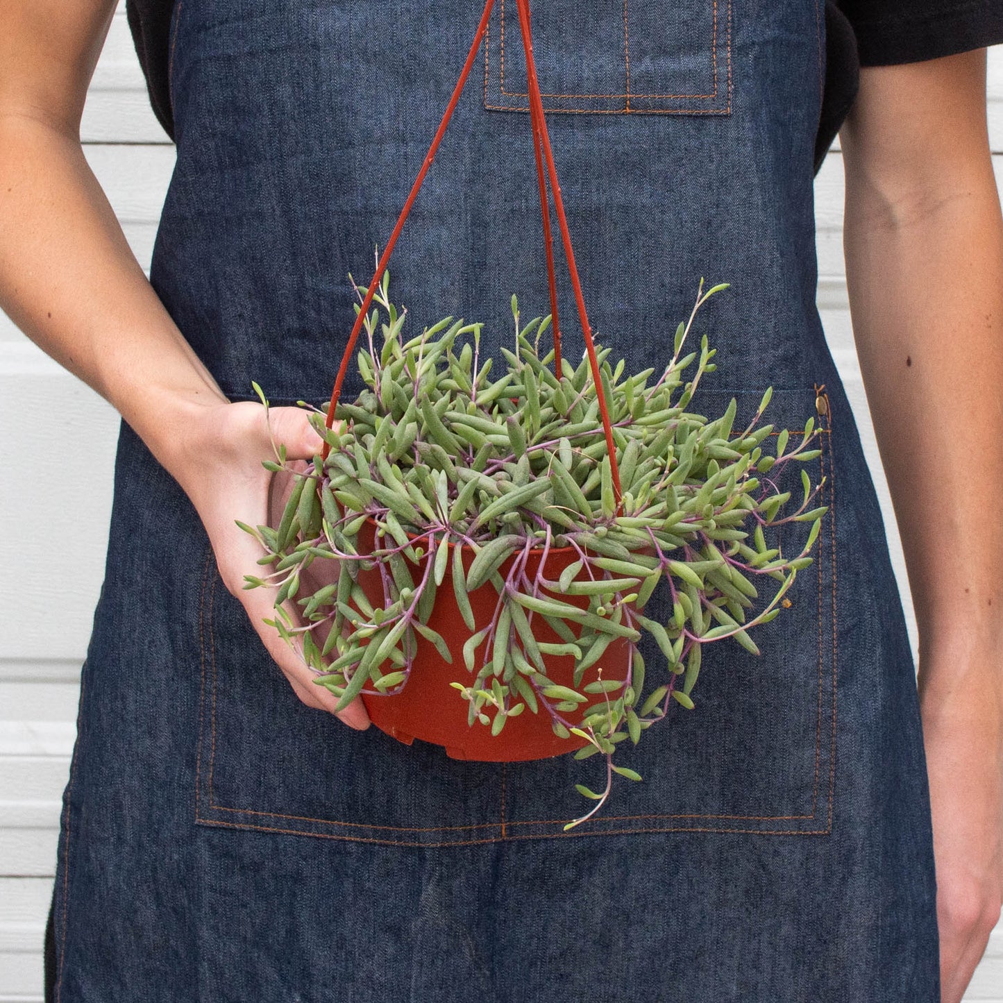 String of Rubies - 6' Pots