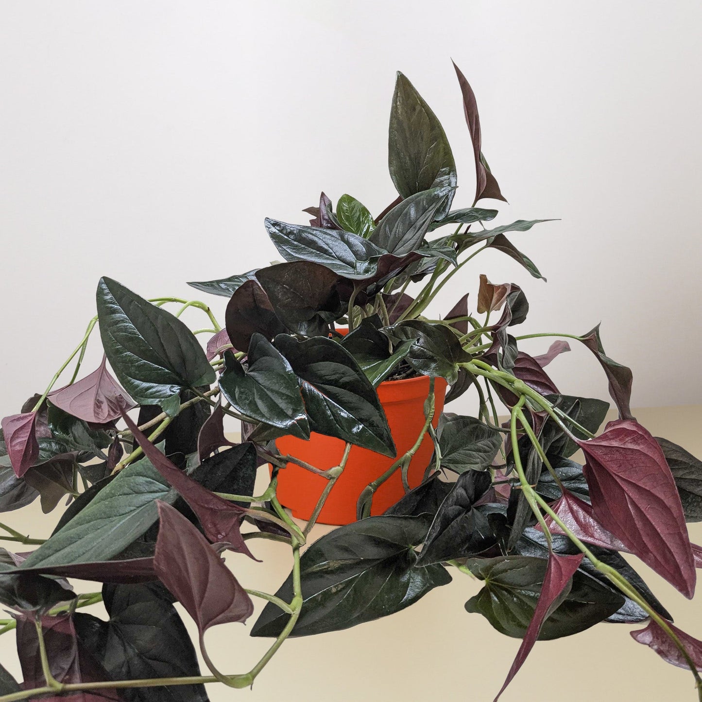 Syngonium 'Red Arrow'