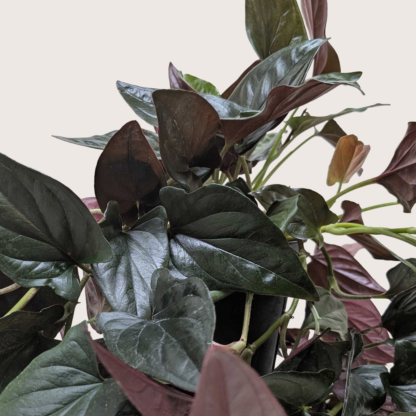 Syngonium 'Red Arrow'