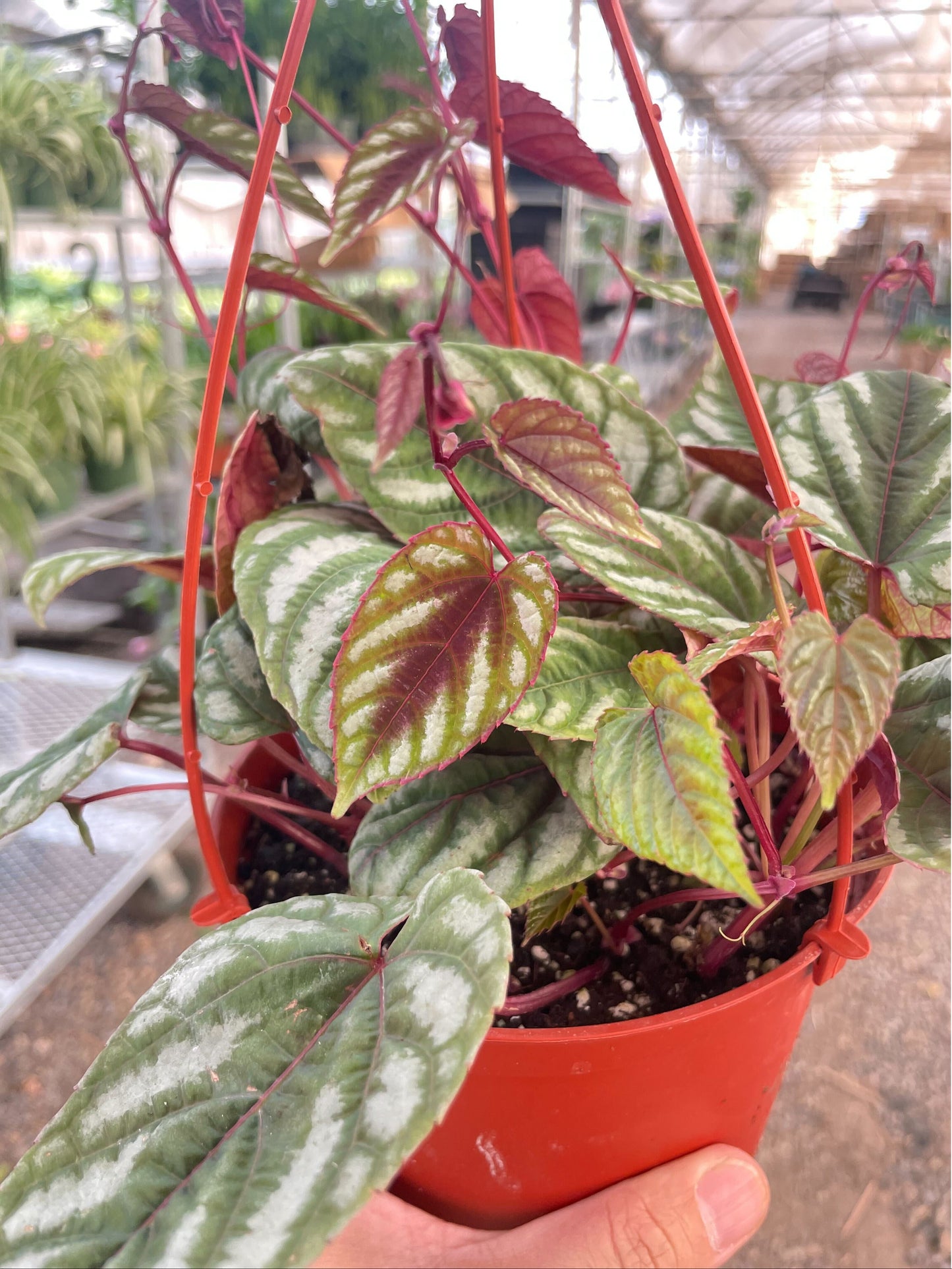 Begonia Rex Vine - 6' Pot