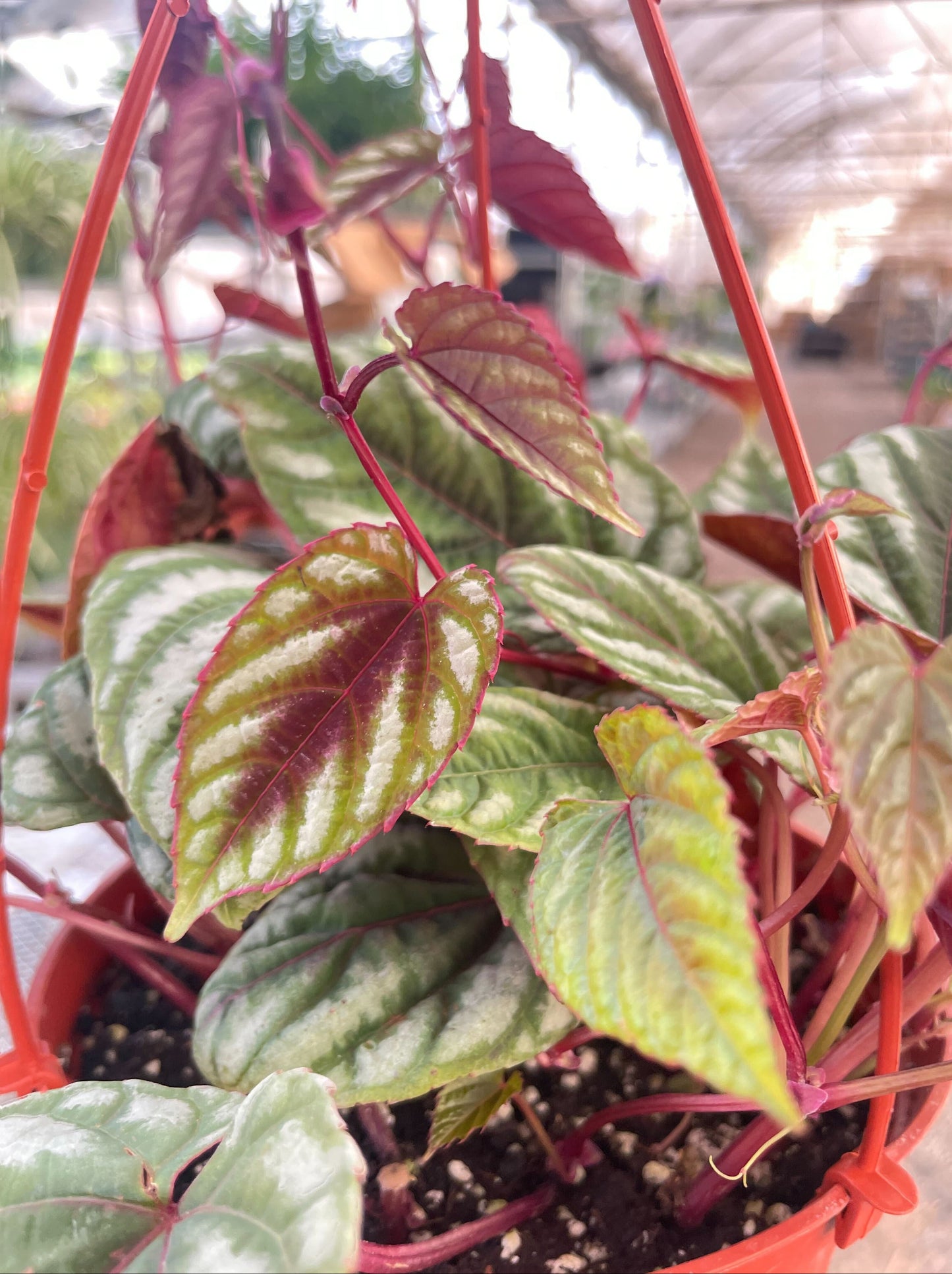 Begonia Rex Vine - 6' Pot