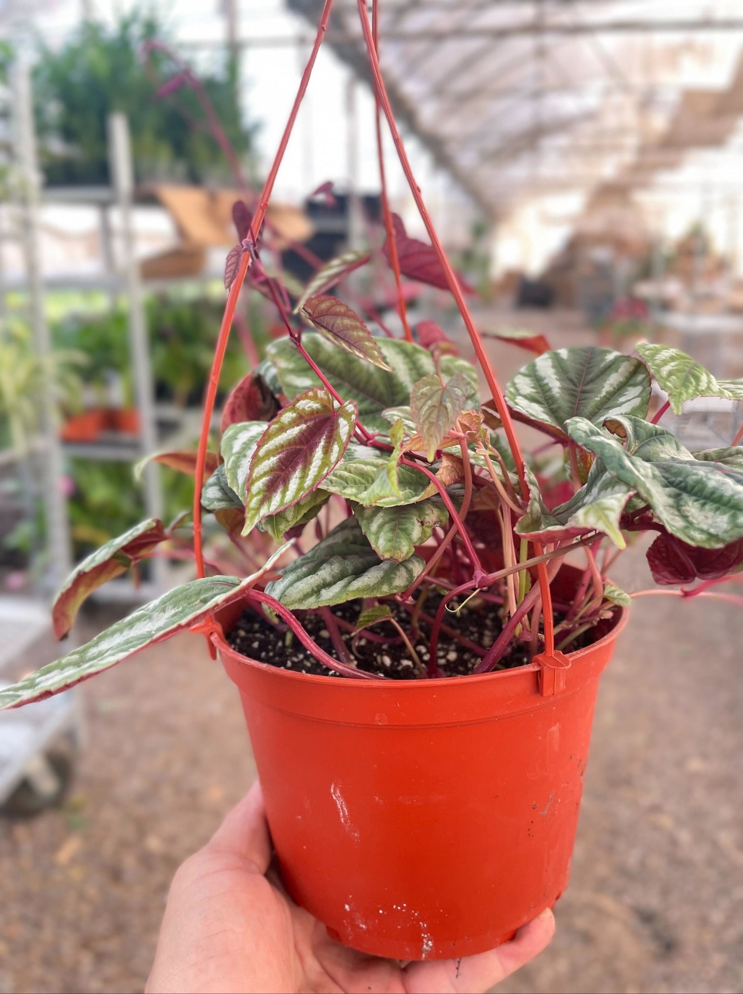 Begonia Rex Vine - 6' Pot