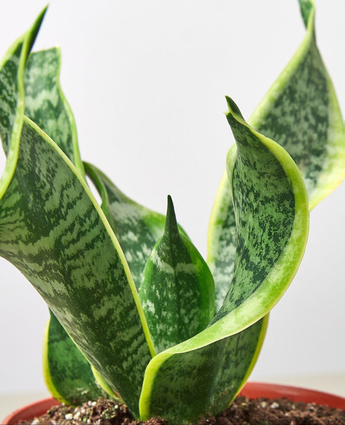 Snake Plant 'Twist'