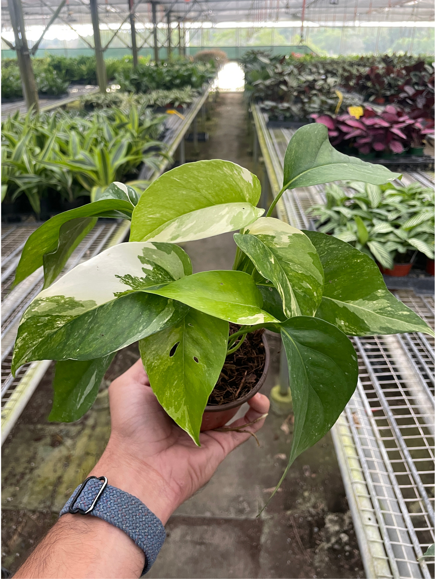 Pothos 'Albo Variegata'